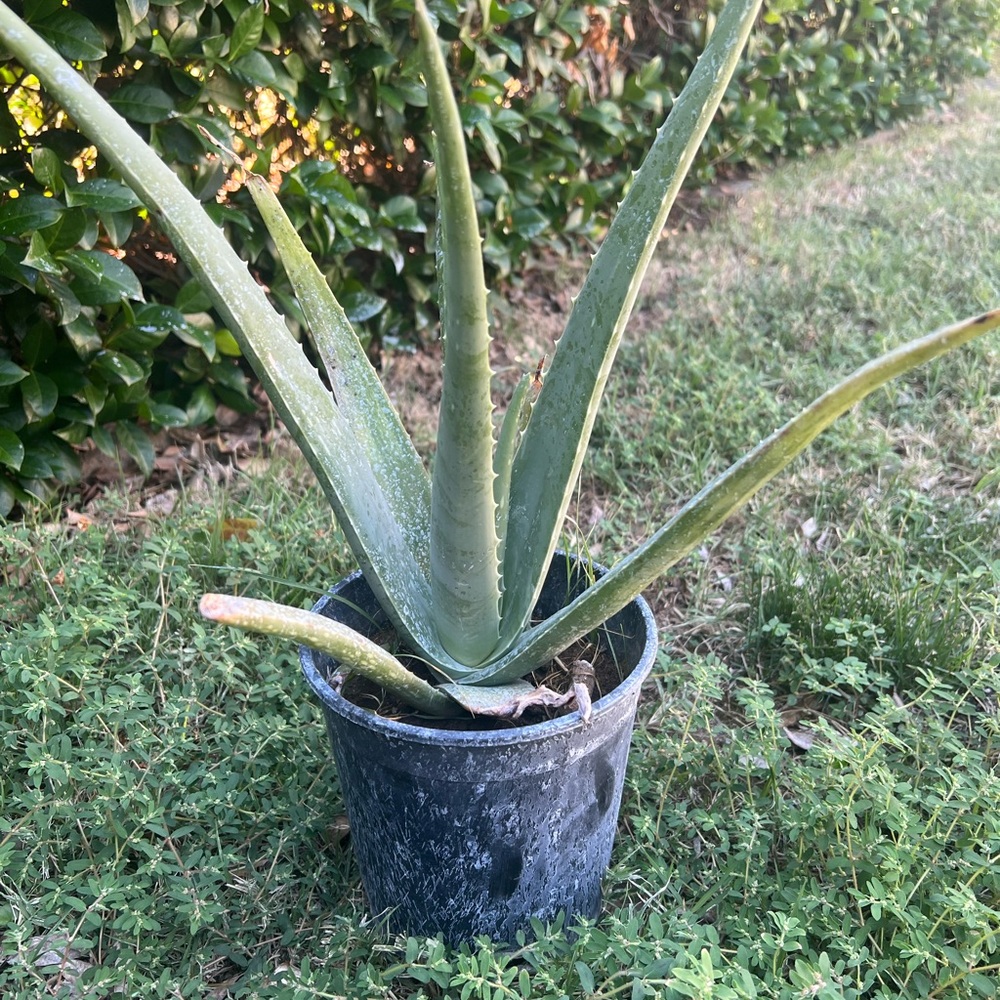 Aloe Vera